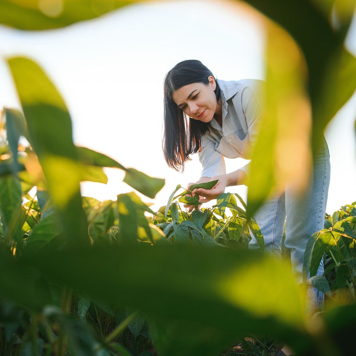 A beautiful female farmer or agronomist inspects soybeans in the field at sunset. The concept of agrarian business