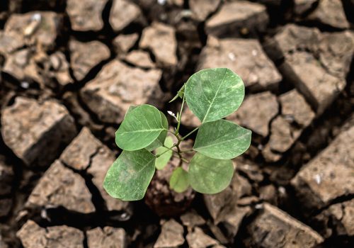 trees-grown-in-dry-cracked-dry-soil-in-the-dry-s-2025-01-16-14-00-39-utc