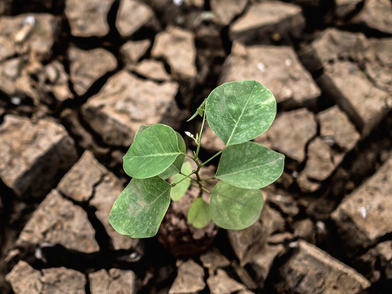 trees-grown-in-dry-cracked-dry-soil-in-the-dry-s-2025-01-16-14-00-39-utc